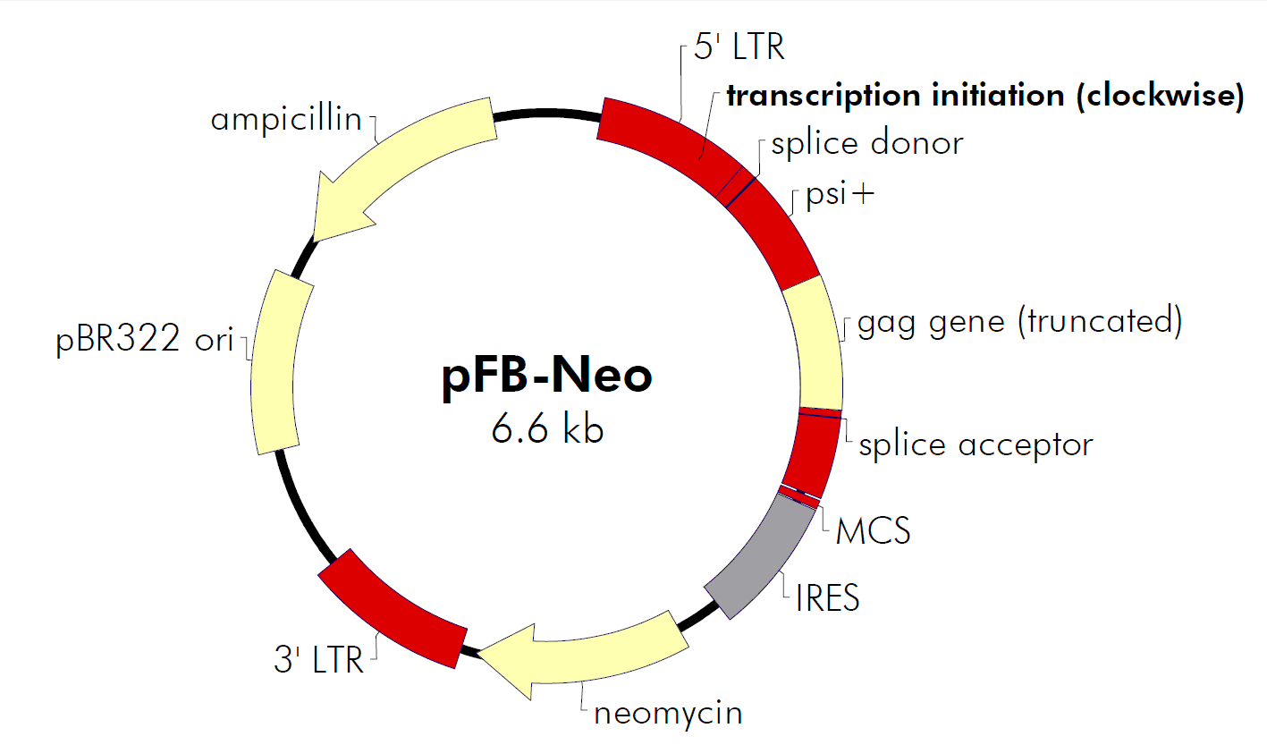 pFB-Neo载体图谱